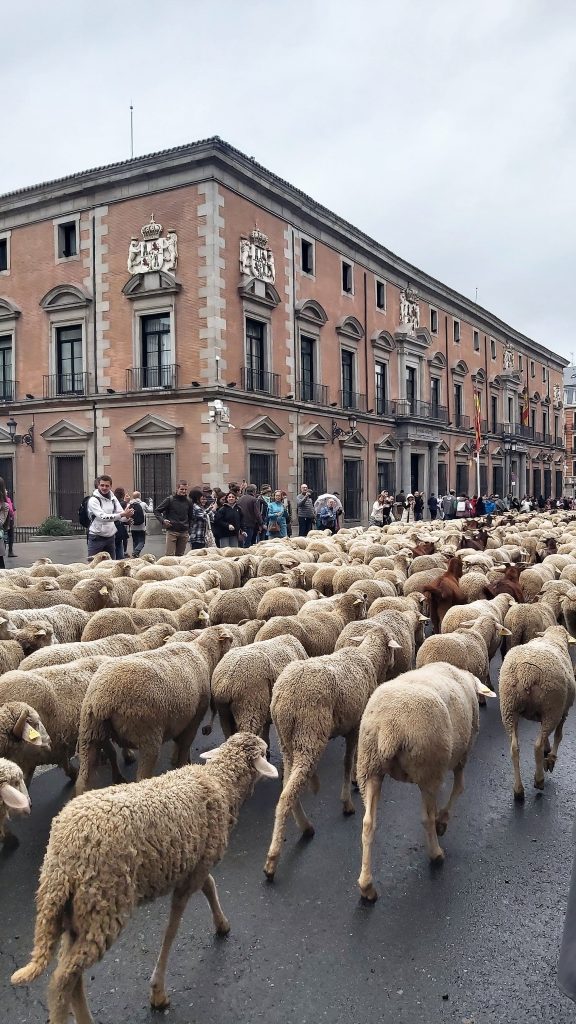 ovce v Madride